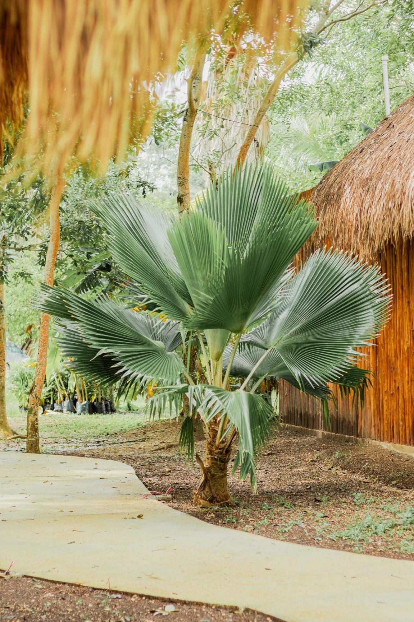 Mayan Playa Bacalar Extérieur photo